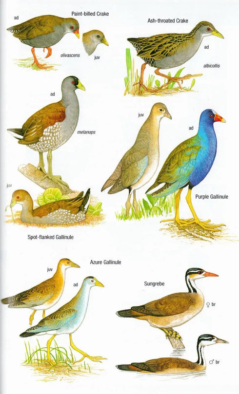 Birds of Argentina and South-west Atlantic - Pearman, M. 2020
